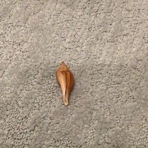Seashell